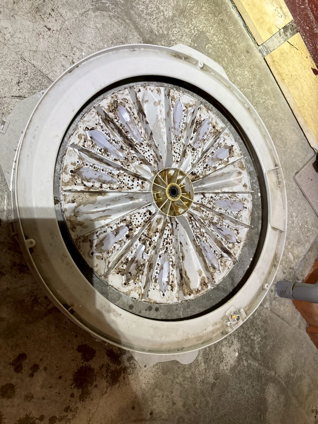 台中西區 直立式洗衣機清洗一台