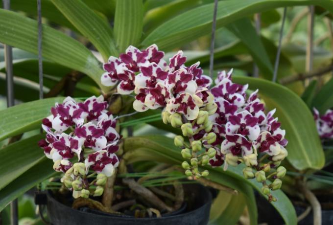 草屯樸提蘭園 狐貍尾蘭 南投蘭園 農場官網 草屯網頁設計 南投網頁設計 台中網頁設計 寇德網頁設計 